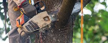 How Our Tree Care Process Works  in  Sullivan, MO