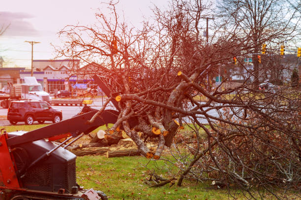 Best Tree Trimming and Pruning  in Sullivan, MO